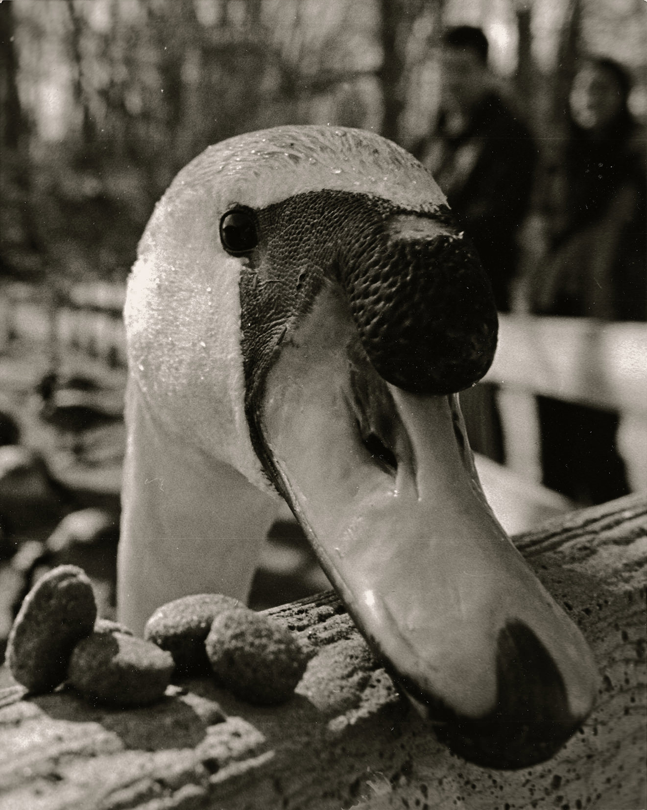 35mm - Animal