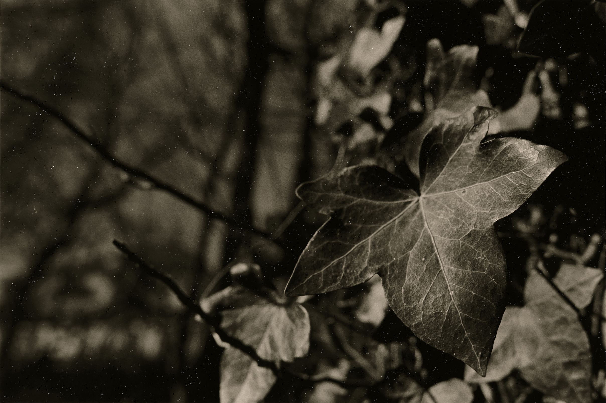 "Project Photography: 35mm"