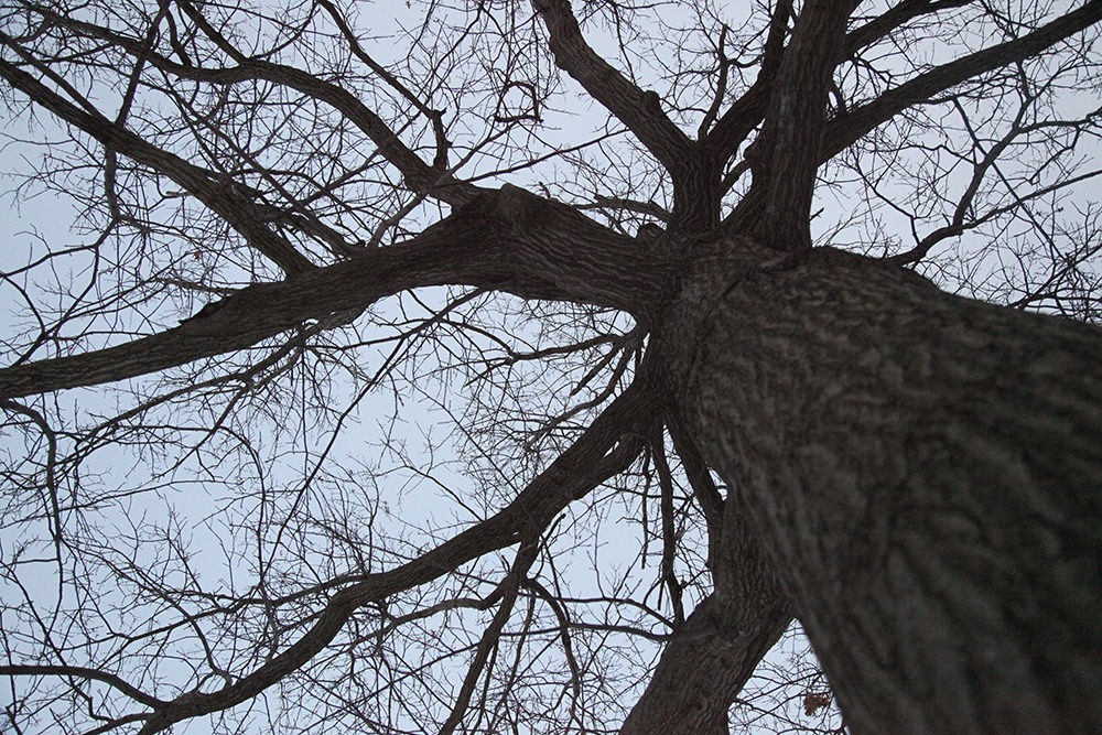 Some nice pictures of trees. Gives the sharpness in things.
