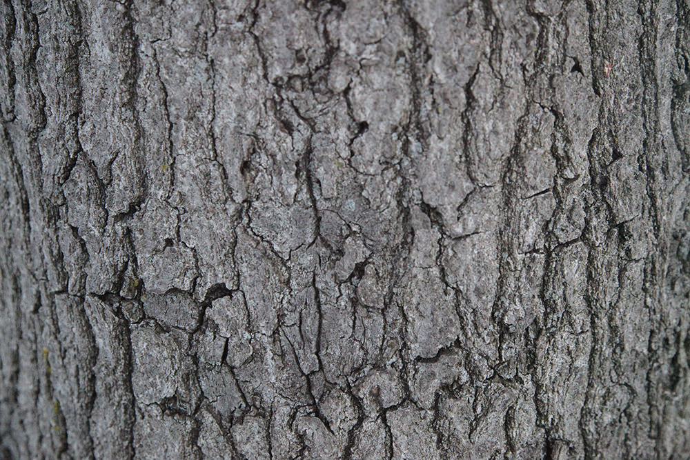 Hey, I'm a cool tree trunk and I hold the tree. LOLs